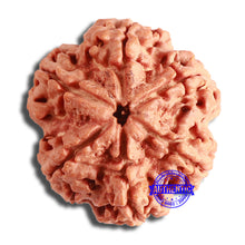 Load image into Gallery viewer, 6 Mukhi Rudraksha from Nepal - Bead No. 423
