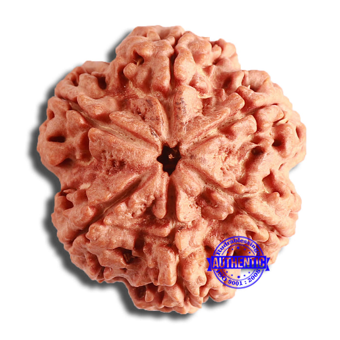 6 Mukhi Rudraksha from Nepal - Bead No. 423