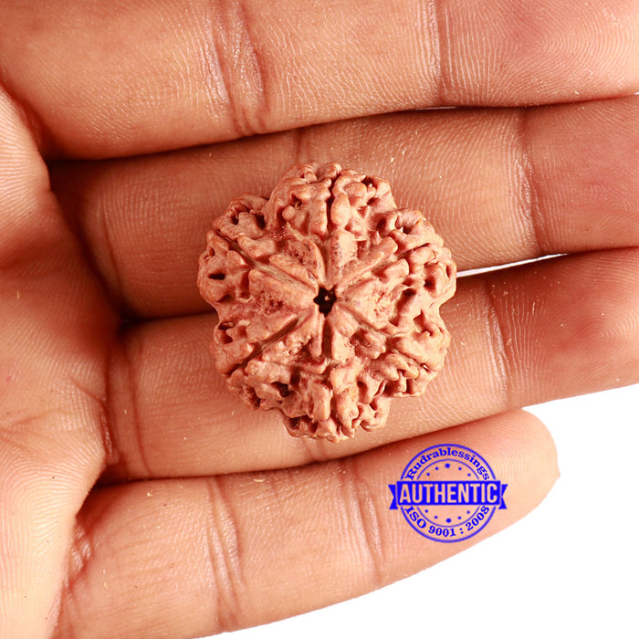 6 Mukhi Rudraksha from Nepal - Bead No. 423