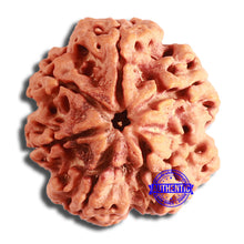 Load image into Gallery viewer, 6 Mukhi Rudraksha from Nepal - Bead No 424
