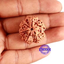 Load image into Gallery viewer, 6 Mukhi Rudraksha from Nepal - Bead No 424
