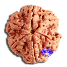 Load image into Gallery viewer, 6 Mukhi Rudraksha from Nepal - Bead No. 425
