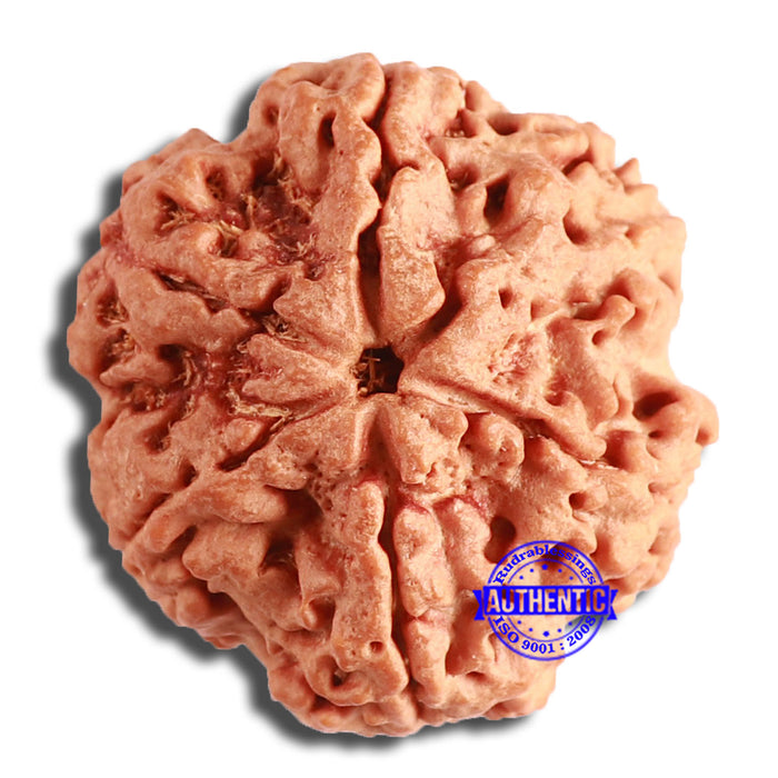 6 Mukhi Rudraksha from Nepal - Bead No. 425