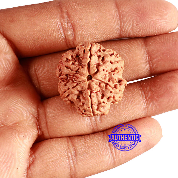 6 Mukhi Rudraksha from Nepal - Bead No. 425