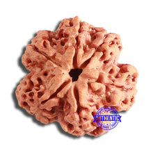 Load image into Gallery viewer, 6 Mukhi Rudraksha from Nepal - Bead No. 426
