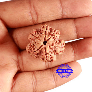 6 Mukhi Rudraksha from Nepal - Bead No. 426