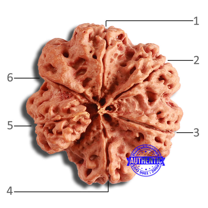 6 Mukhi Rudraksha from Nepal - Bead No. 428