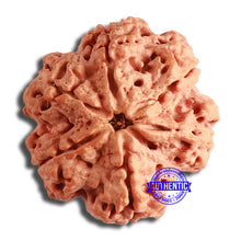 Load image into Gallery viewer, 6 Mukhi Rudraksha from Nepal - Bead No. 428
