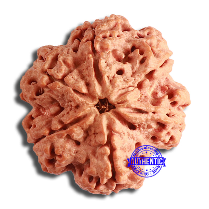6 Mukhi Rudraksha from Nepal - Bead No. 428