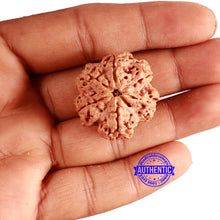 Load image into Gallery viewer, 6 Mukhi Rudraksha from Nepal - Bead No. 428
