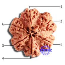 Load image into Gallery viewer, 6 Mukhi Rudraksha from Nepal - Bead No. 429
