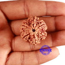 Load image into Gallery viewer, 6 Mukhi Rudraksha from Nepal - Bead No. 429
