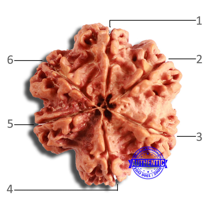 6 Mukhi Rudraksha from Nepal - Bead No. 430