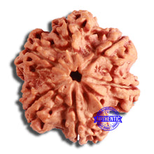 Load image into Gallery viewer, 6 Mukhi Rudraksha from Nepal - Bead No. 430
