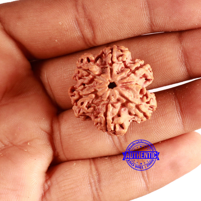6 Mukhi Rudraksha from Nepal - Bead No. 430