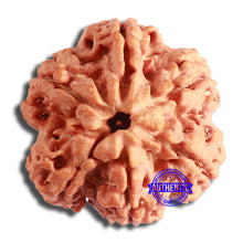 Load image into Gallery viewer, 6 Mukhi Rudraksha from Nepal - Bead No. 431
