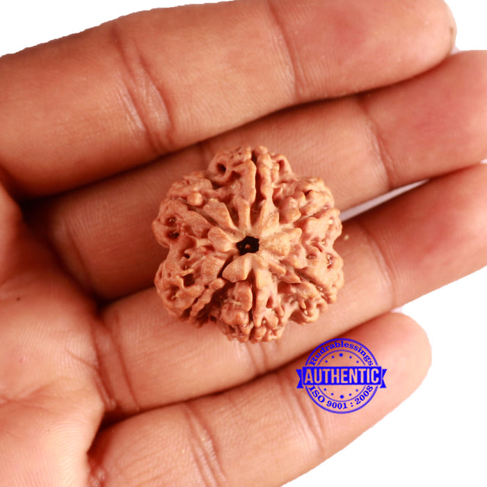 6 Mukhi Rudraksha from Nepal - Bead No. 431