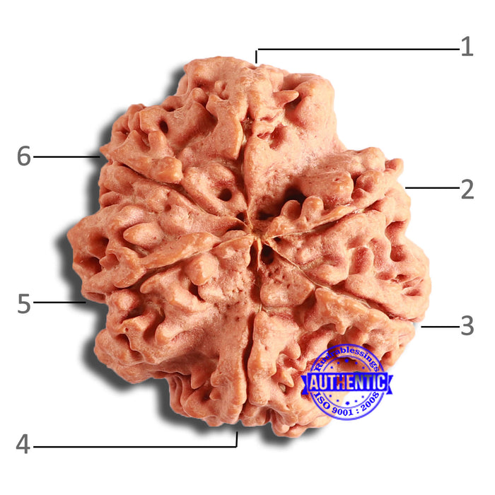 6 Mukhi Rudraksha from Nepal - Bead No. 432