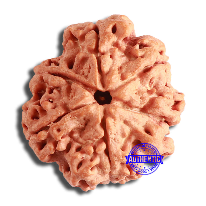6 Mukhi Rudraksha from Nepal - Bead No. 432