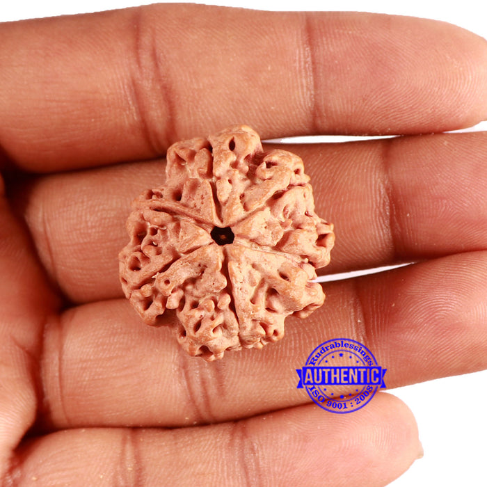 6 Mukhi Rudraksha from Nepal - Bead No. 432