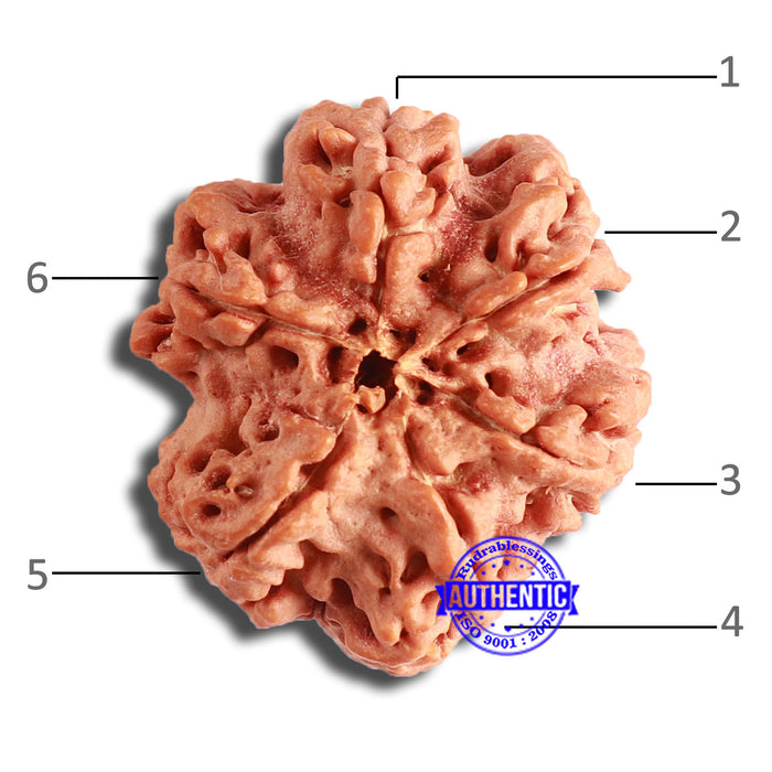 6 Mukhi Rudraksha from Nepal - Bead No. 433