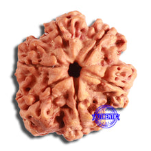 Load image into Gallery viewer, 6 Mukhi Rudraksha from Nepal - Bead No. 433
