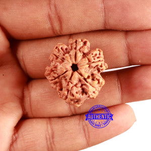 6 Mukhi Rudraksha from Nepal - Bead No. 433
