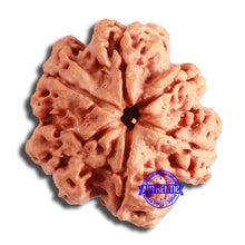 Load image into Gallery viewer, 6 Mukhi Rudraksha from Nepal - Bead No. 434

