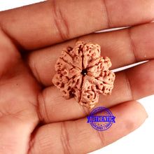 Load image into Gallery viewer, 6 Mukhi Rudraksha from Nepal - Bead No. 434

