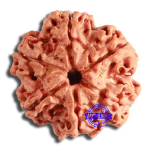 Load image into Gallery viewer, 6 Mukhi Rudraksha from Nepal - Bead No. 435
