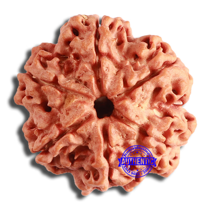 6 Mukhi Rudraksha from Nepal - Bead No. 435