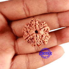 Load image into Gallery viewer, 6 Mukhi Rudraksha from Nepal - Bead No. 435
