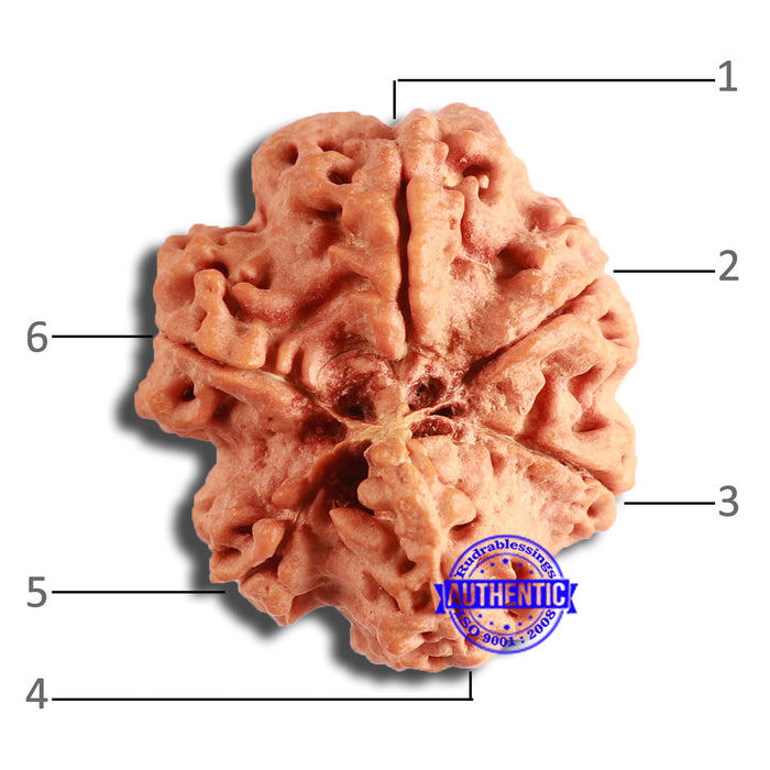 6 Mukhi Rudraksha from Nepal - Bead No. 436