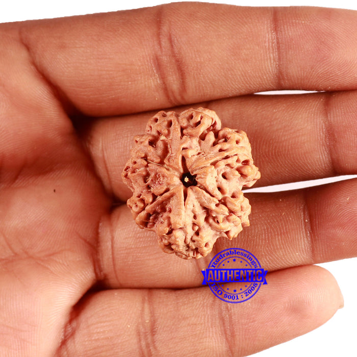 6 Mukhi Rudraksha from Nepal - Bead No. 436