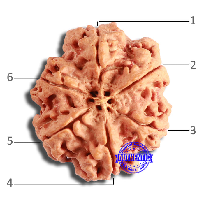 6 Mukhi Rudraksha from Nepal - Bead No. 437