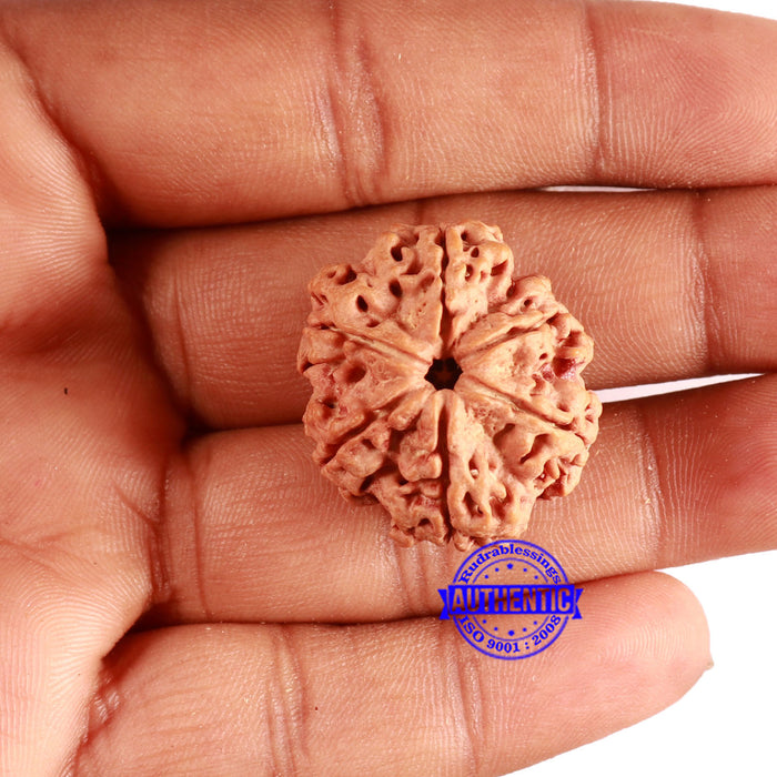 6 Mukhi Rudraksha from Nepal - Bead No. 437
