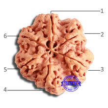 Load image into Gallery viewer, 6 Mukhi Rudraksha from Nepal - Bead No. 438
