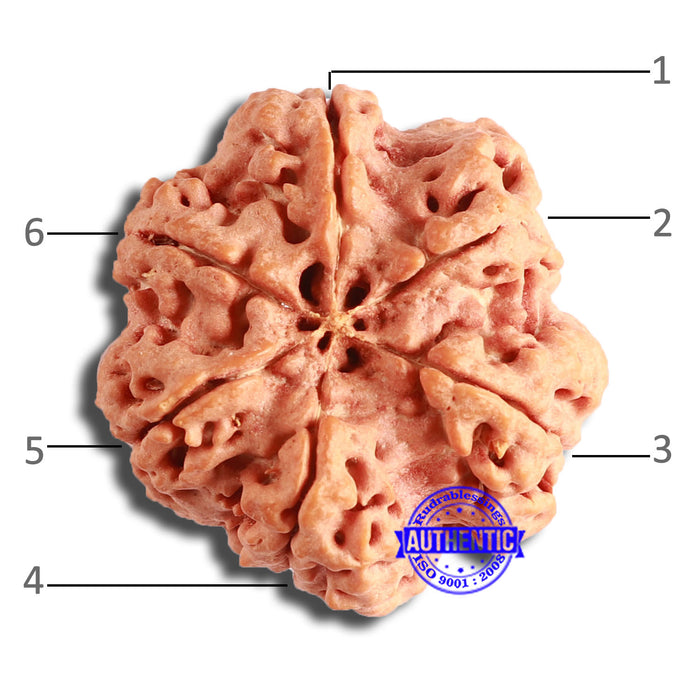 6 Mukhi Rudraksha from Nepal - Bead No. 438