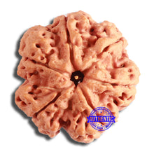 Load image into Gallery viewer, 6 Mukhi Rudraksha from Nepal - Bead No. 438
