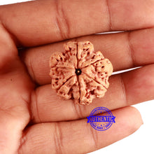 Load image into Gallery viewer, 6 Mukhi Rudraksha from Nepal - Bead No. 438

