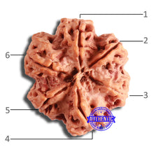 Load image into Gallery viewer, 6 Mukhi Rudraksha from Nepal - Bead No. 439
