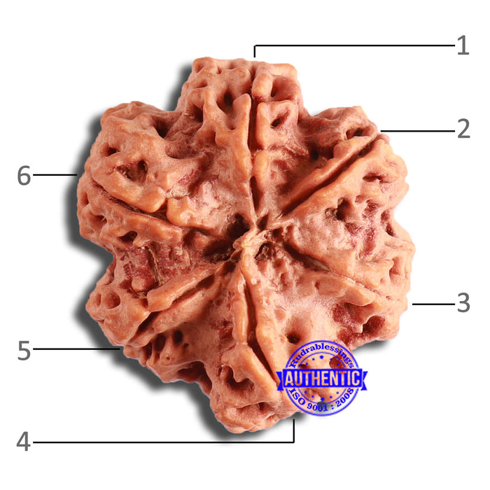 6 Mukhi Rudraksha from Nepal - Bead No. 439