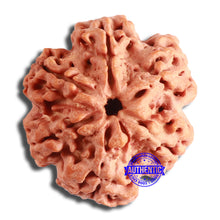 Load image into Gallery viewer, 6 Mukhi Rudraksha from Nepal - Bead No. 439
