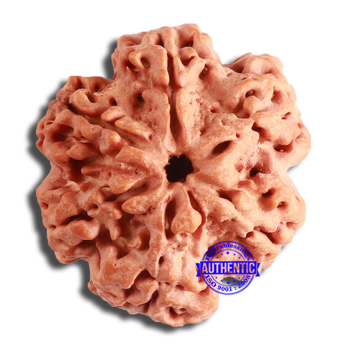 6 Mukhi Rudraksha from Nepal - Bead No. 439
