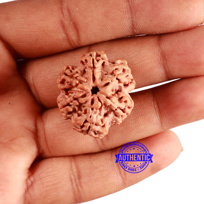 6 Mukhi Rudraksha from Nepal - Bead No. 439