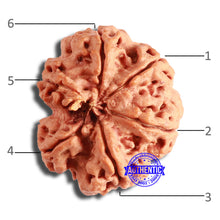 Load image into Gallery viewer, 6 Mukhi Rudraksha from Nepal - Bead No. 440
