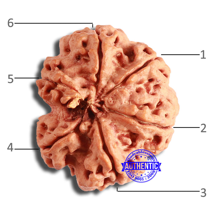 6 Mukhi Rudraksha from Nepal - Bead No. 440