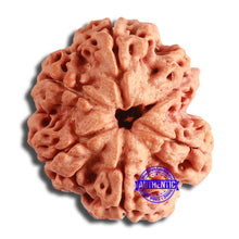 Load image into Gallery viewer, 6 Mukhi Rudraksha from Nepal - Bead No. 440
