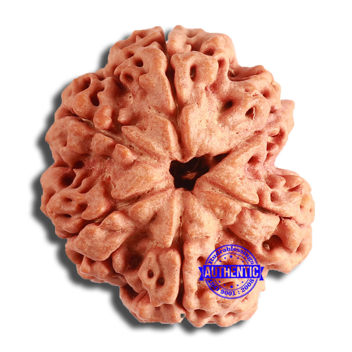 6 Mukhi Rudraksha from Nepal - Bead No. 440