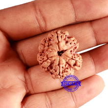 Load image into Gallery viewer, 6 Mukhi Rudraksha from Nepal - Bead No. 440
